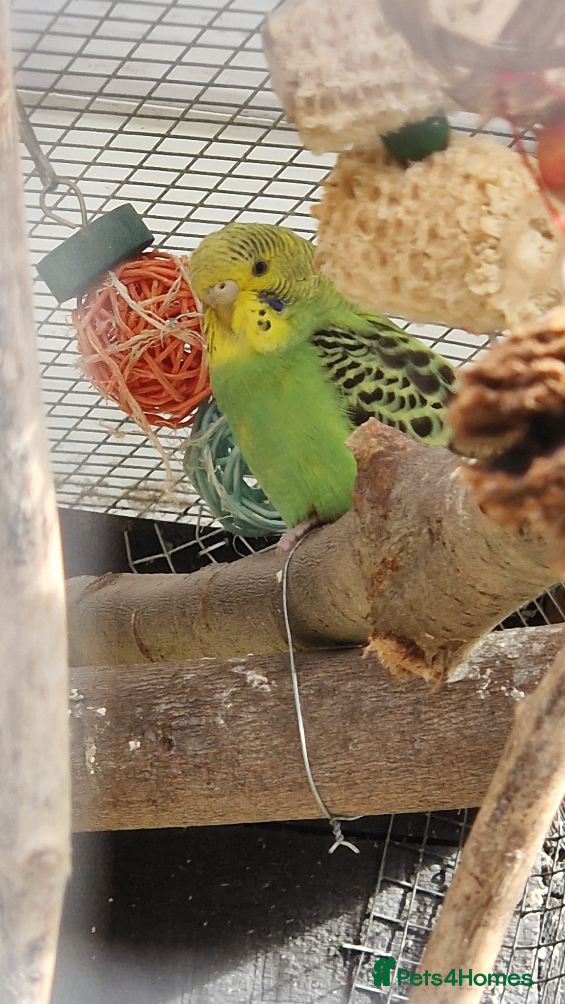 Budgerigars birds 1 male 1 female budgie for sale - Advert 18