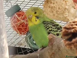 Budgerigars birds 1 male 1 female budgie for sale - Advert 2