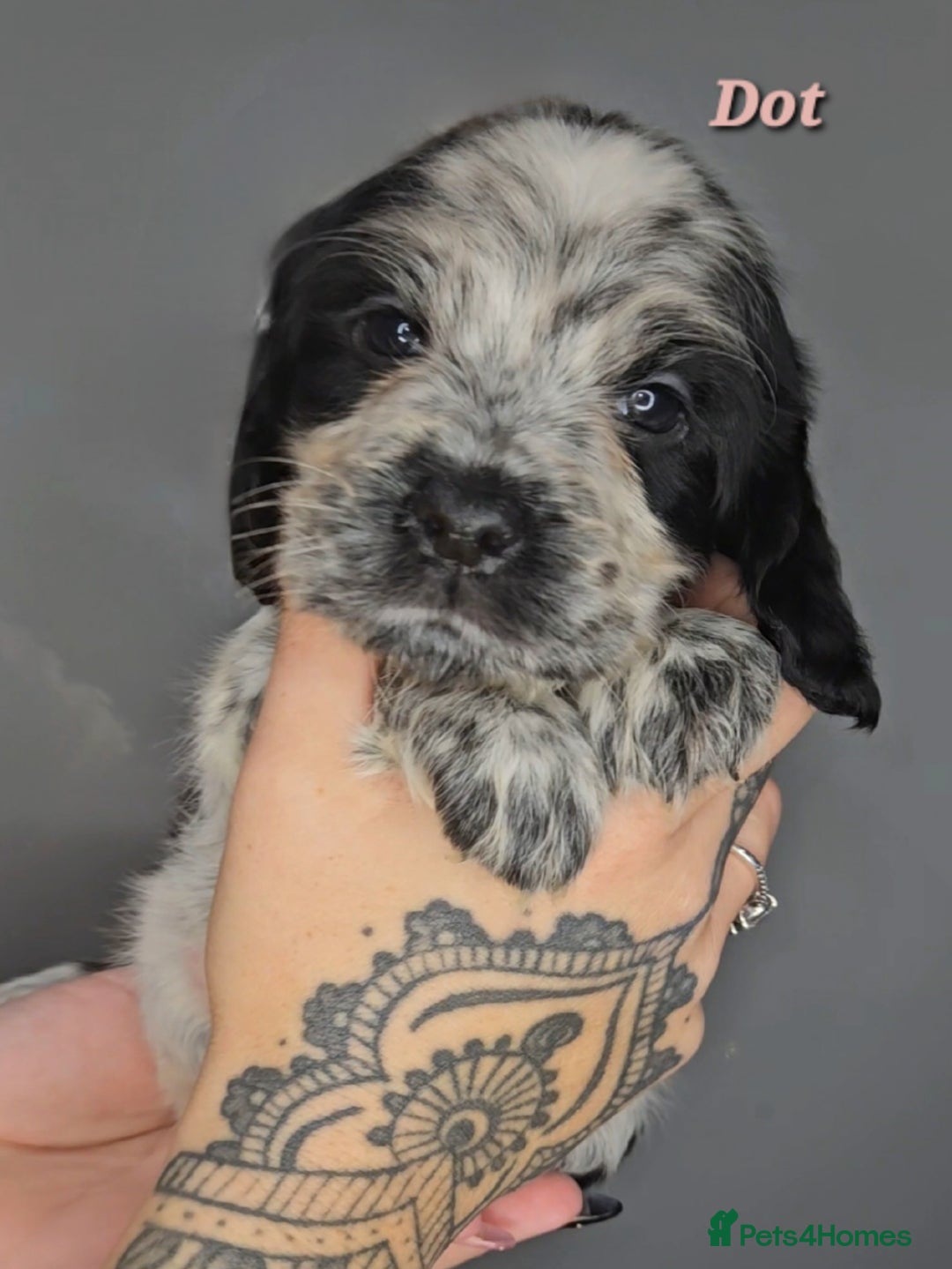 Cocker Spaniel dogs for sale: Exceptional Pedigree Show Type English Cockers  - Image 33