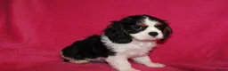 Cavalier King Charles Spaniel dogs for sale: Beautiful Cavalier Kong Charles Spaniel Puppies - Advert 13