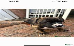 Mixed Breed dogs for sale: Cane corso x American bulldog puppy - Image 5