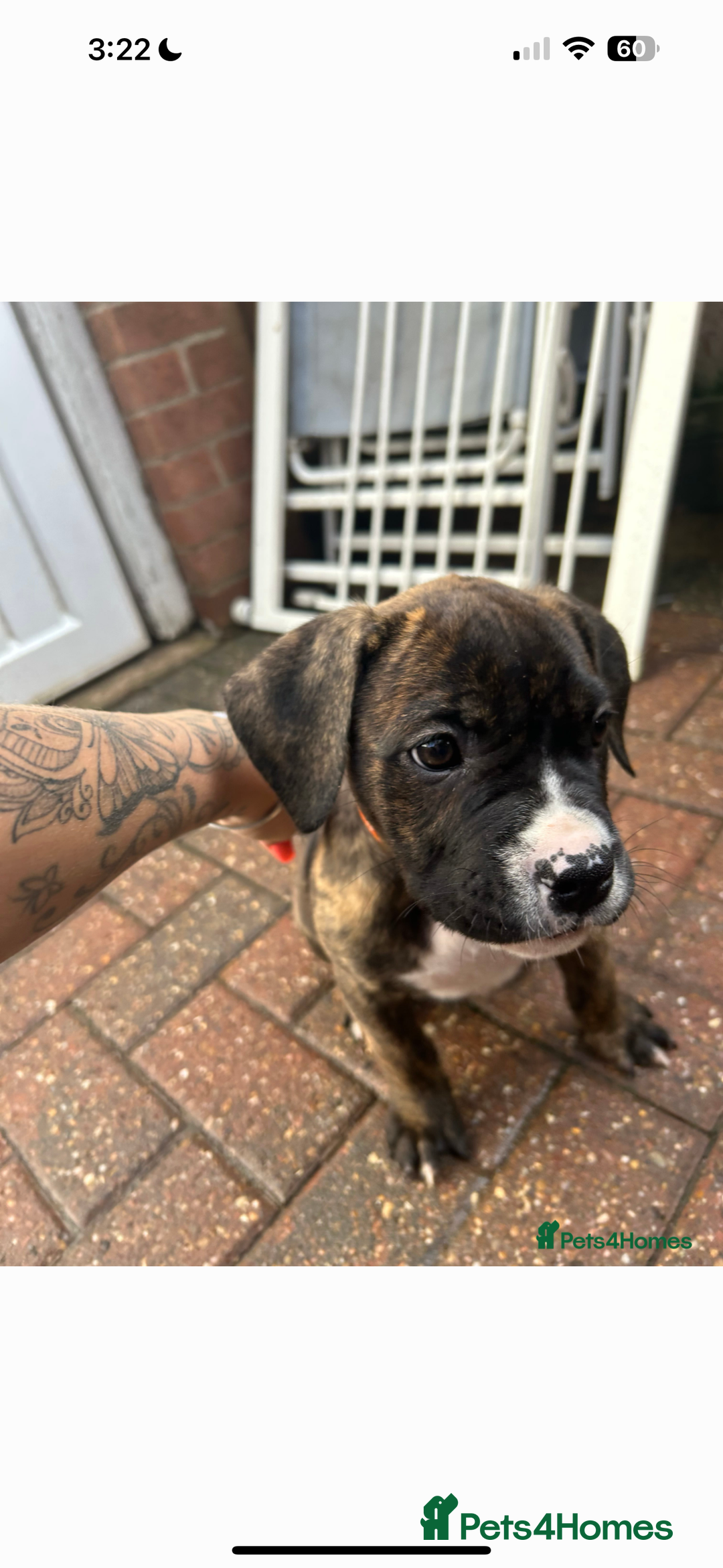 Mixed Breed dogs for sale: Cane corso x American bulldog puppy - Image 5