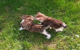 Mixed Breed cats for sale: Beautiful female tabby kittens - Image 5