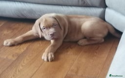 Dogue De Bordeaux dogs for sale: Gorgeous DOUGUE Babies - Image 29