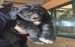 Sheepadoodle dogs for sale: Medium Sheepadoodle Puppies Available  - Advert 2