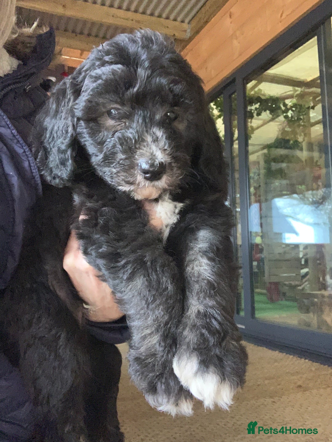 Sheepadoodle dogs for sale: Medium Sheepadoodle Puppies Available  - Advert 2