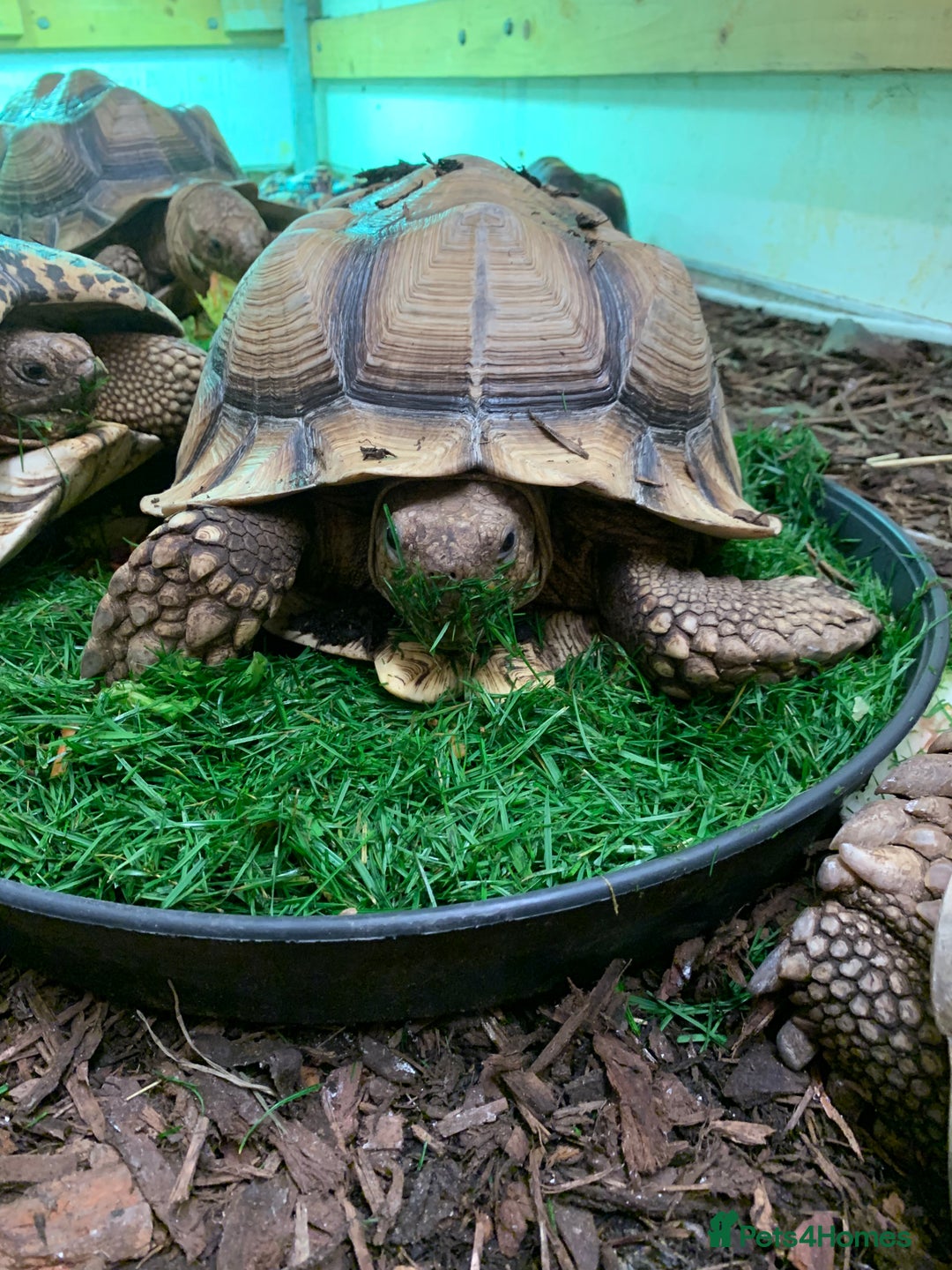 Tortoise reptiles for sale: Home for Unwanted Tortoises - Advert 5