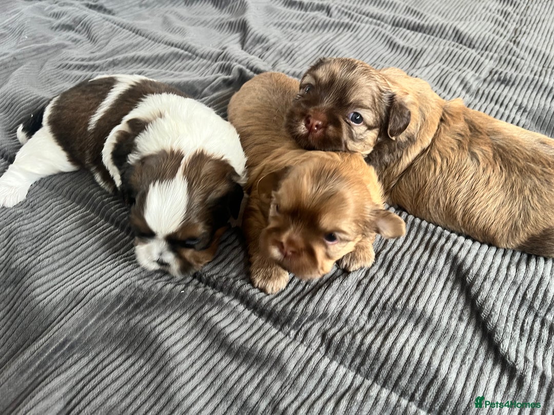 Shih Tzu dogs for sale: Absolutely beautiful shih tzu puppies - Image 13