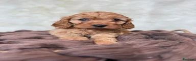 Cavapoo Puppy 2