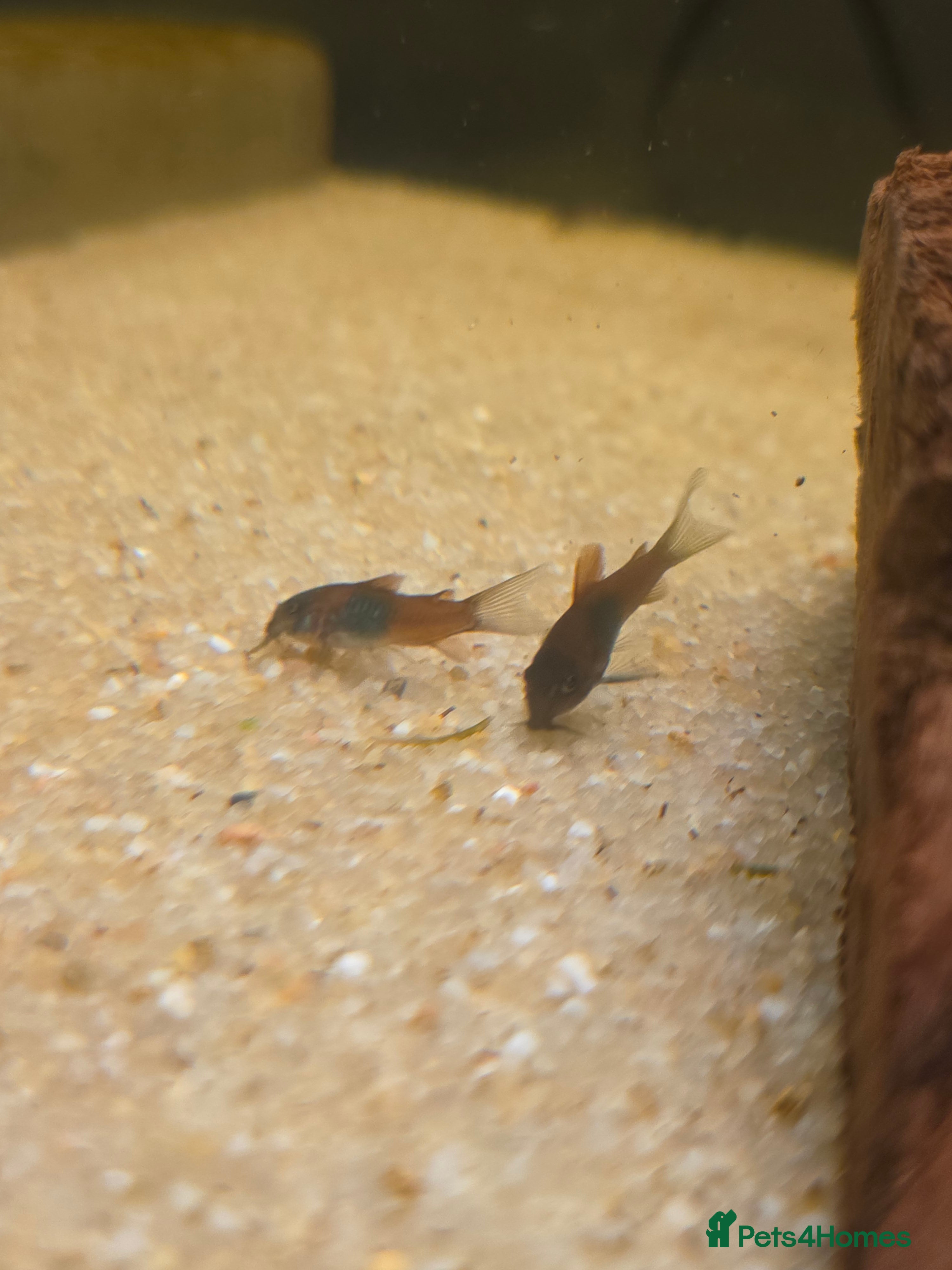 Corys fish Orange Venezuela Corydora  - Advert 1