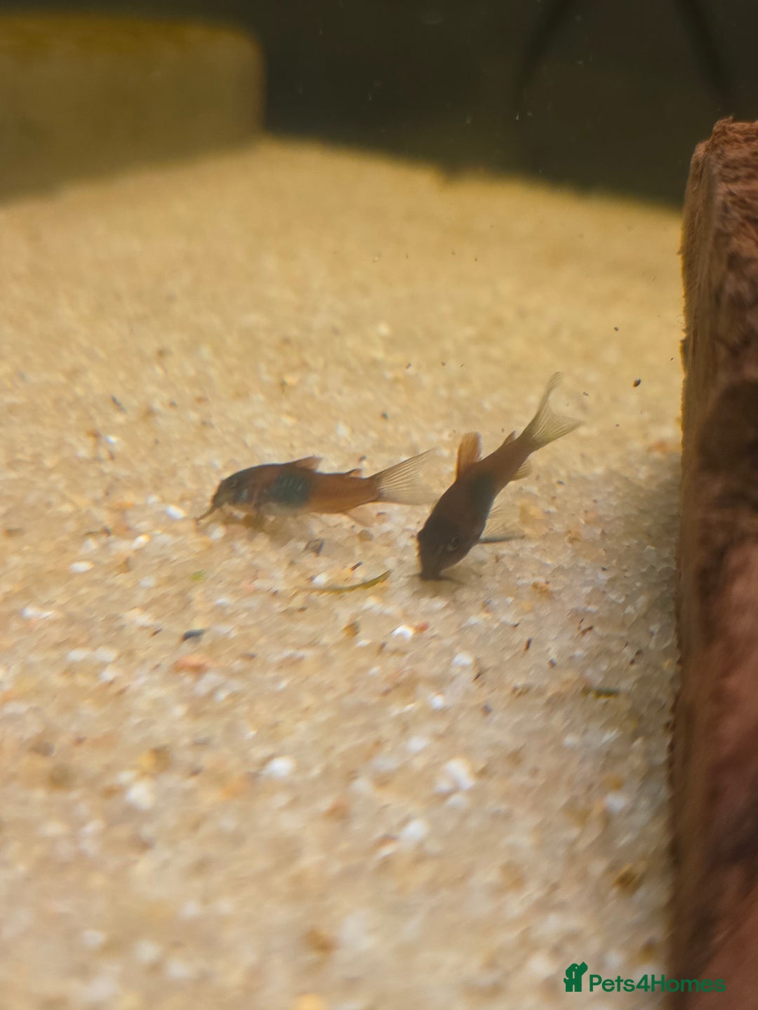 Corys fish for sale: Orange Venezuela Corydora  - Advert 1