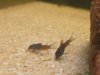 Corys fish Orange Venezuela Corydora - Advert 1