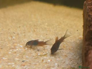 Corys fish Orange Venezuela Corydora - Advert 1