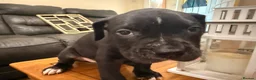 Mixed Breed dogs for sale: Beautiful puppys looking 4 forever homes  - Advert 20