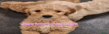 Goldendoodle Puppy 5