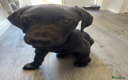Mixed Breed dogs for sale: Weimaraner/deerhound  - Image 10