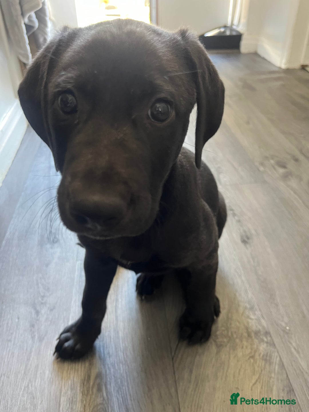 Mixed Breed dogs for sale: Weimaraner/deerhound  - Image 10