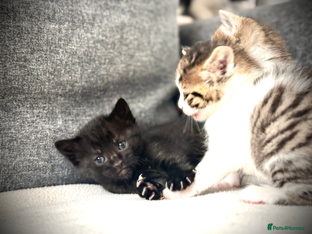 Mixed Breed cats for sale: 🌟 Exquisite Ragdoll × Bengal Kittens 🌟 - Advert 15