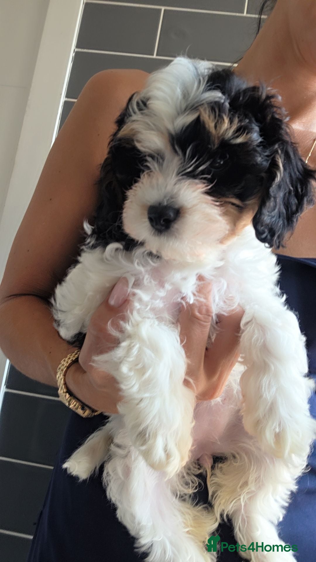 Cavapoo dogs Ready to go  !!Beautiful cavapoo puppies  - Advert 1