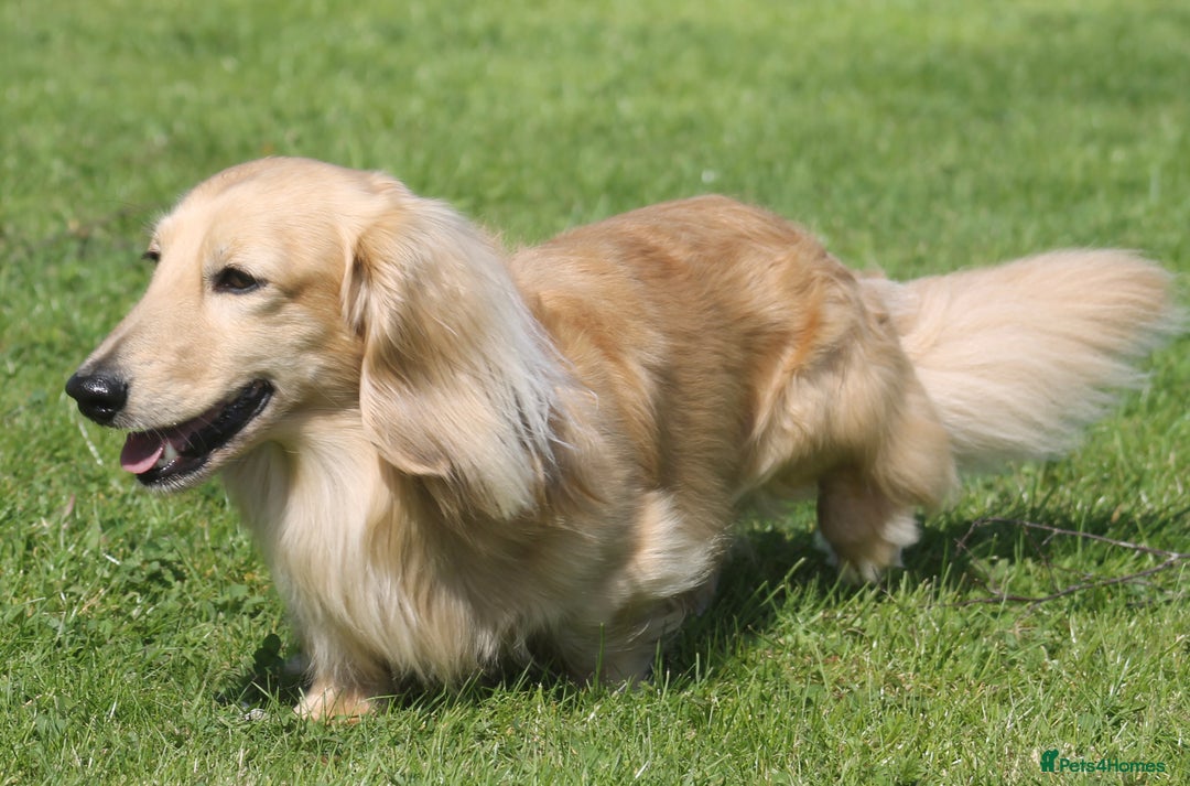 Miniature Dachshund dogs for stud:  Cream i/i long haired Miniature Dachshund  in Newton Abbot - Advert 24
