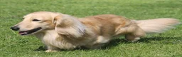 Miniature Dachshund dogs for stud:  Cream i/i long haired Miniature Dachshund  in Newton Abbot - Advert 24