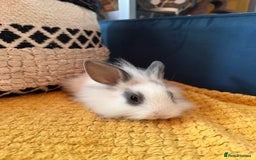 Lionhead rabbits for sale: Lionhead Babies for Sale  - Image 21