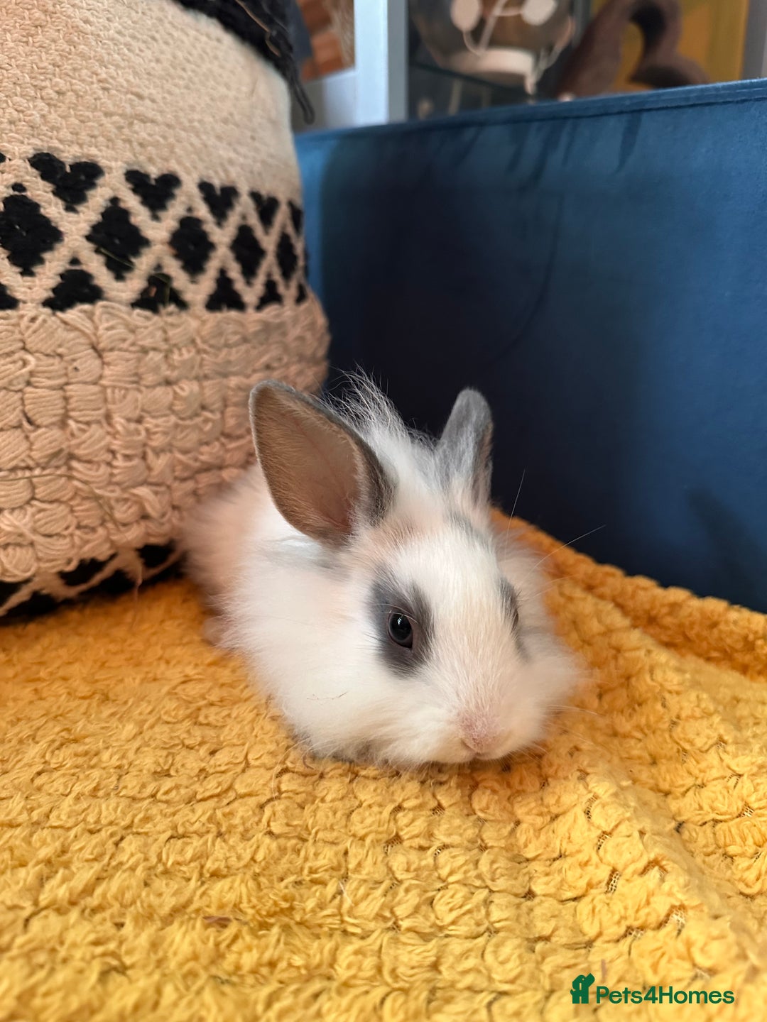 Lionhead rabbits for sale: Lionhead Babies for Sale  - Image 21