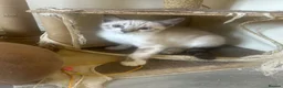 Bengal cats for sale: Bengal kittens  - Advert 4