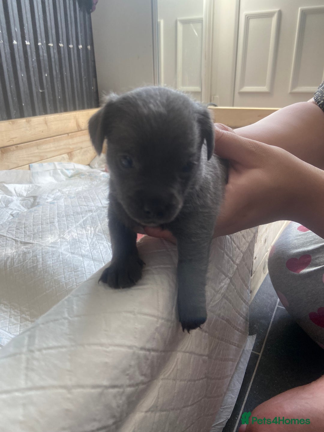 Mixed Breed dogs for sale: Jackawawas for sale  - Image 1
