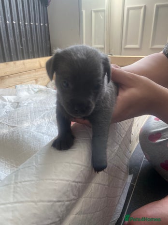 Mixed Breed dogs - Advert 4