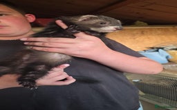 Ferret rodents for sale: ferret kits hobs and jills for sale - Image 9