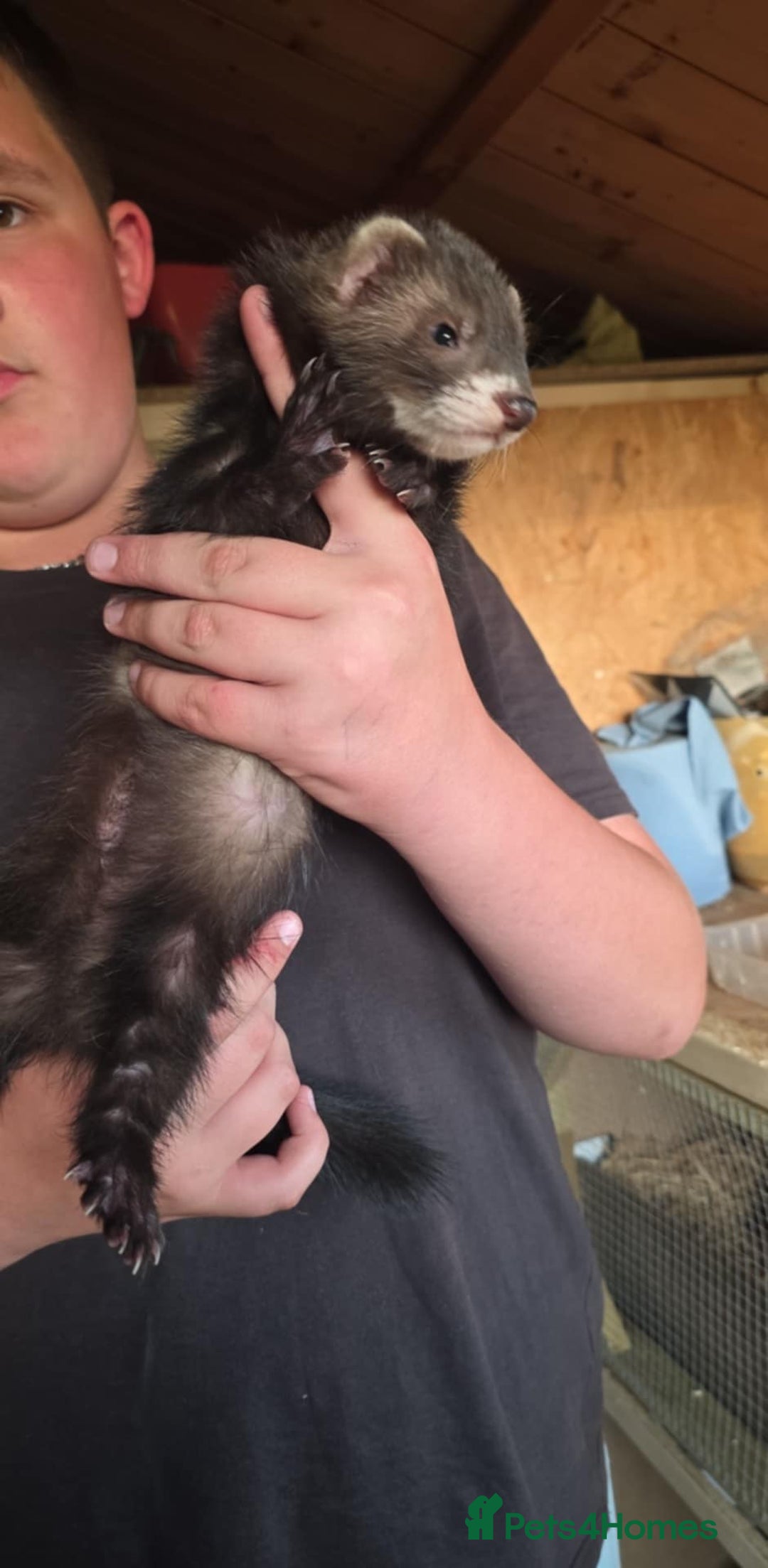 Ferret rodents for sale: ferret kits hobs and jills for sale - Image 9