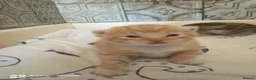 Mixed Breed cats for sale: Kittens and mother  - Advert 6