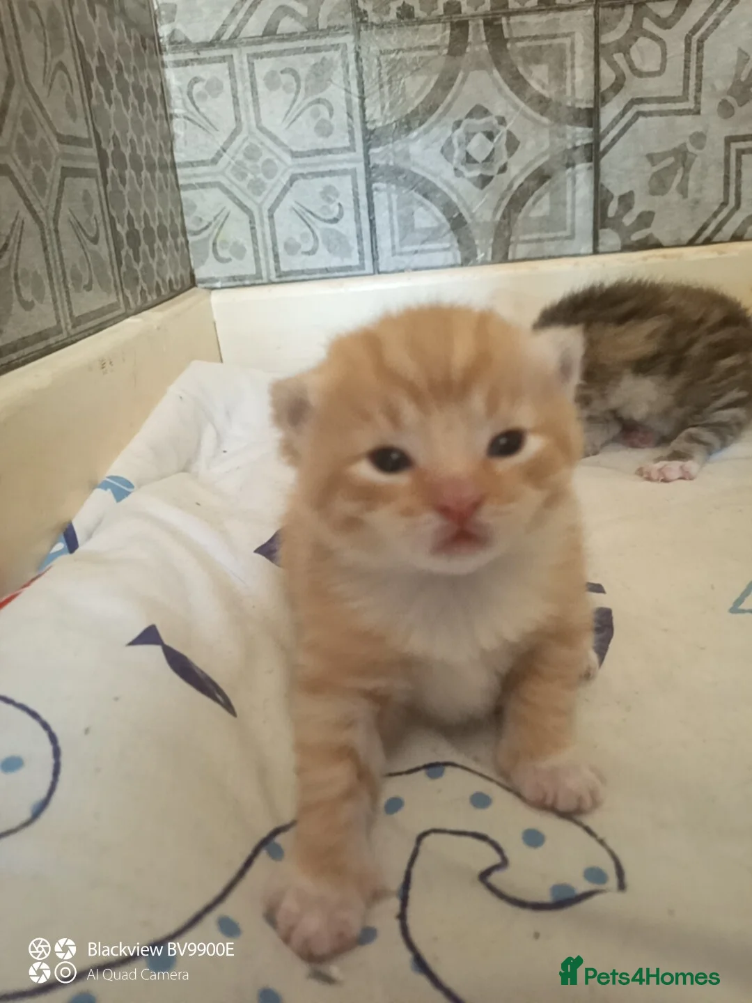 Mixed Breed cats for sale: Kittens and mother  - Advert 6