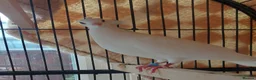 Pigeons birds for sale: Bonded females pigeon and dove pair. Free - Advert 5