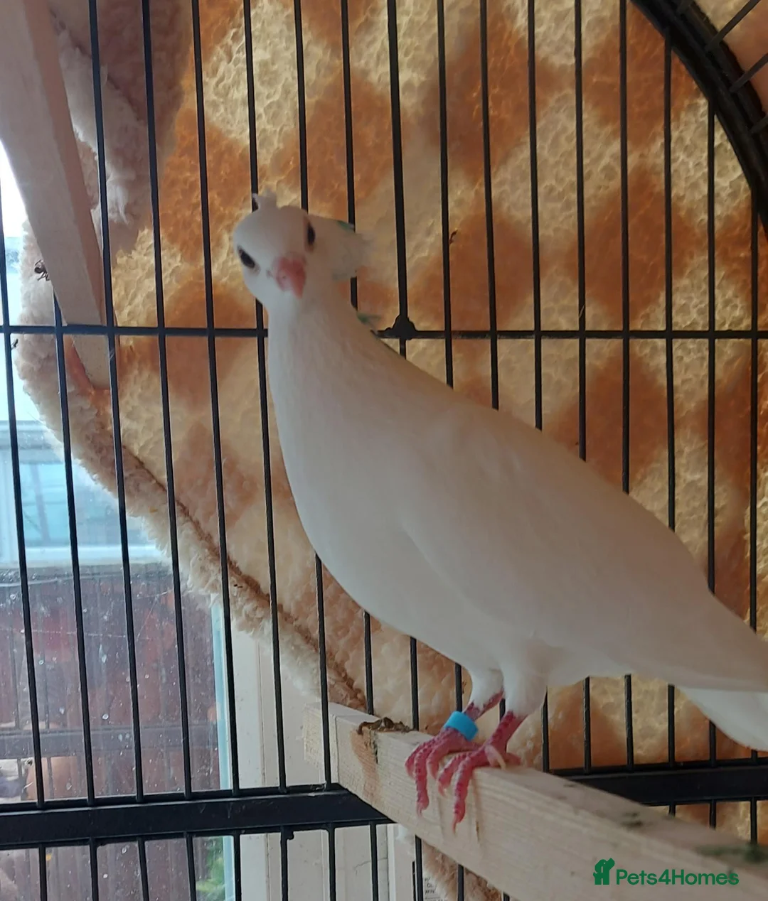Pigeons birds for sale: Bonded females pigeon and dove pair. Free - Advert 5