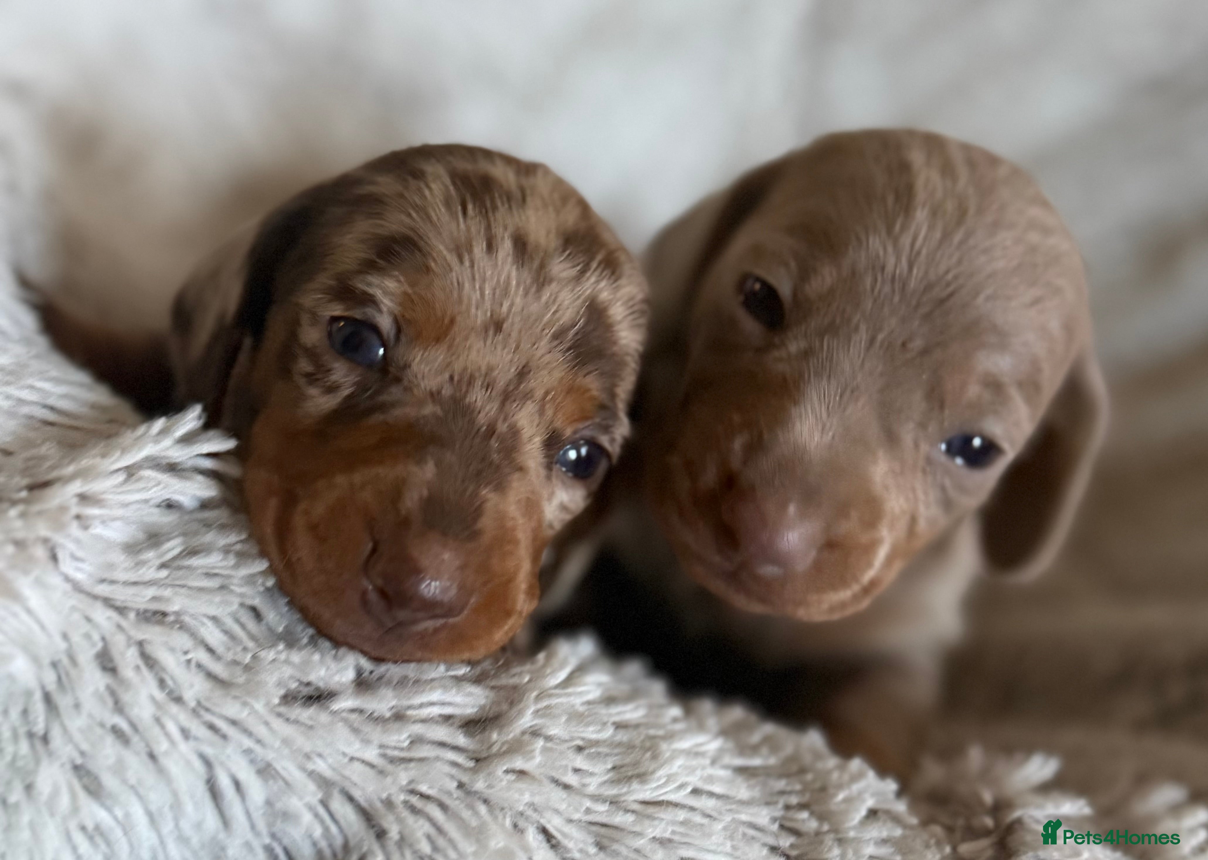 Miniature Dachshund dogs BEAUTIFUL DACHSHUND PUPPIES! - Advert 2