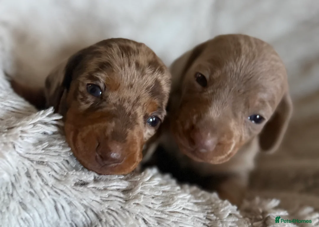 Miniature Dachshund dogs for sale: BEAUTIFUL DACHSHUND PUPPIES! - Advert 2