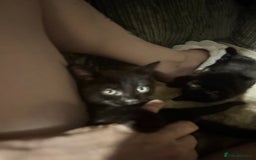 Bombay cats for sale: Bombay x birth shorthair - Image 4
