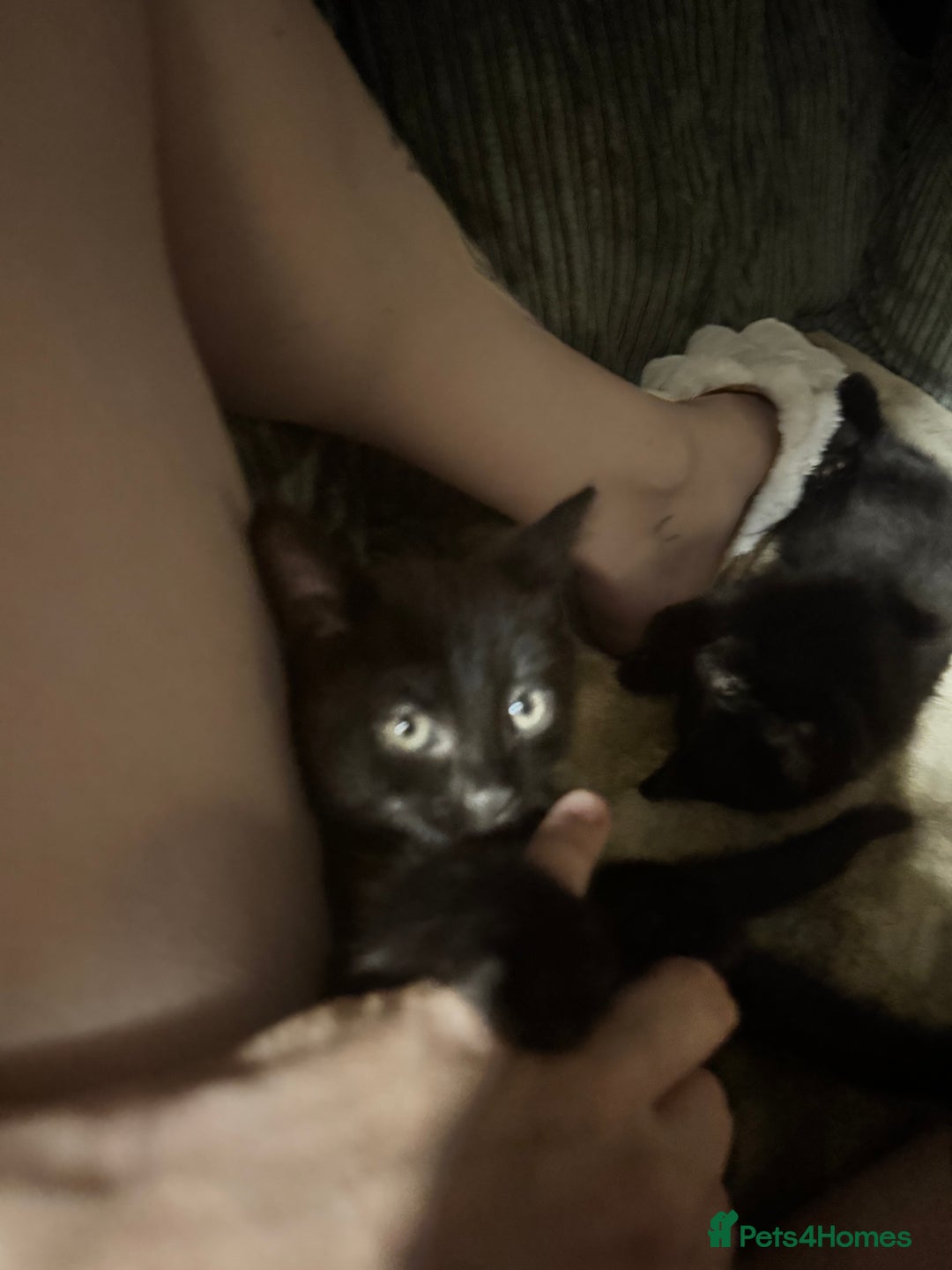 Bombay cats for sale: Bombay x birth shorthair - Image 4