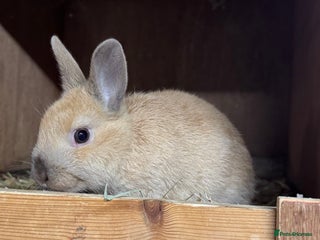 Netherland Dwarf rabbits - Advert 20