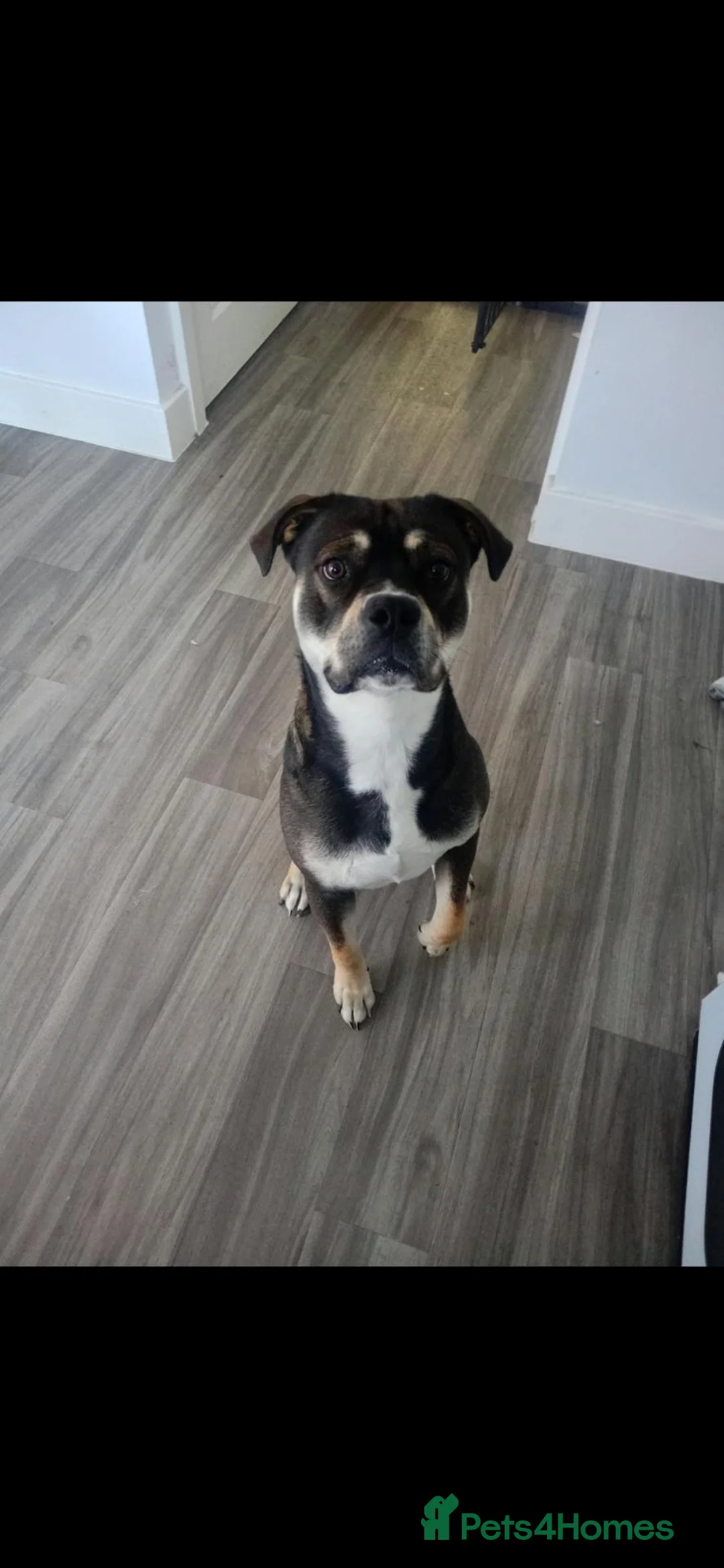 Mixed Breed dogs for sale: American bulldog cross in Rotherham - Advert 4