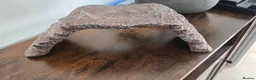 Leopard Gecko reptiles for sale: Leopard Gecko with enclosure  - Advert 7