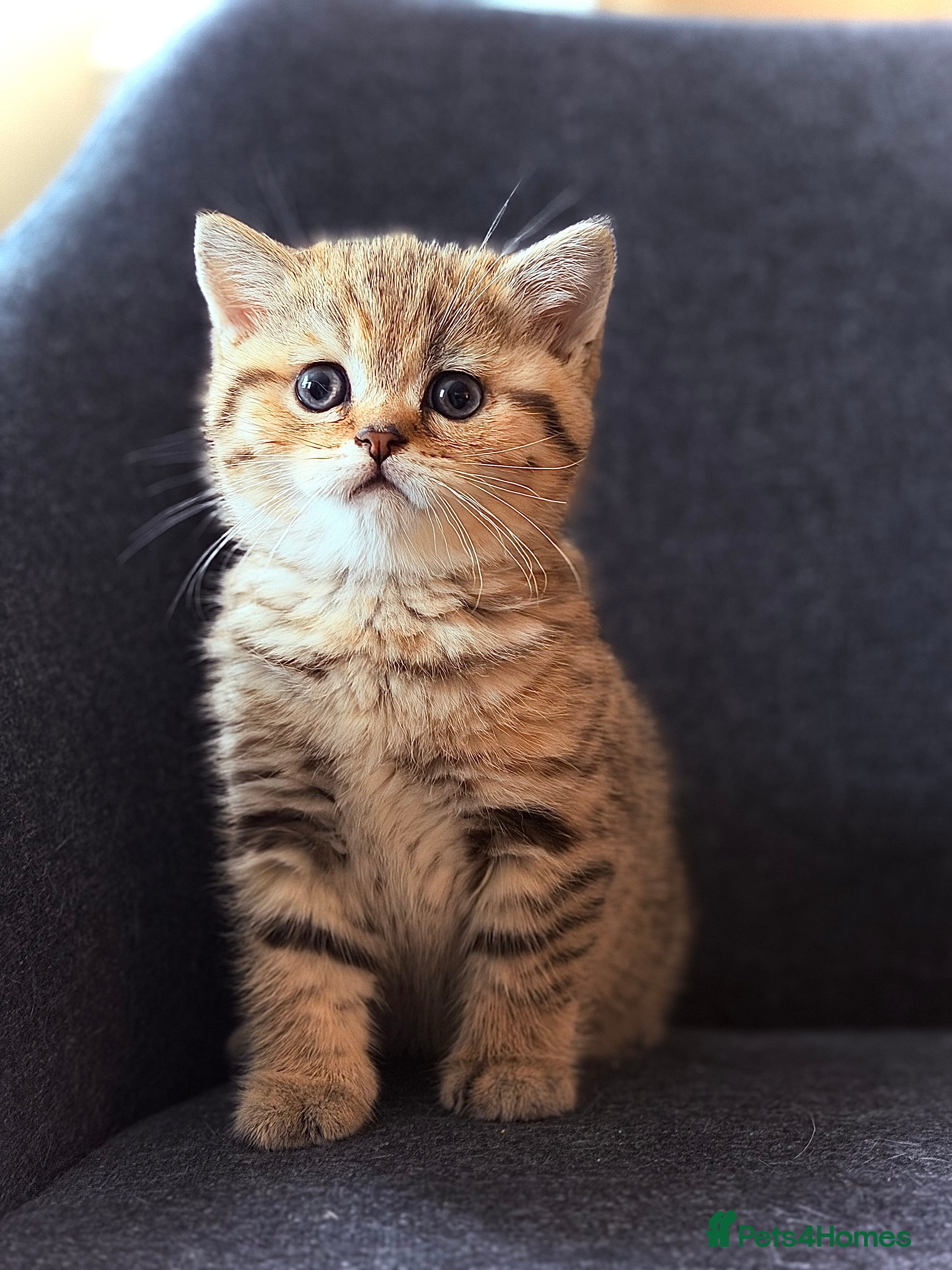 British Shorthair cats Adorable BSH/BLH kittens  - Advert 9