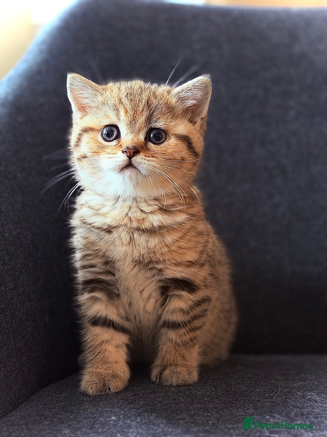 British Shorthair cats for sale: Adorable BSH/BLH kittens  - Advert 3