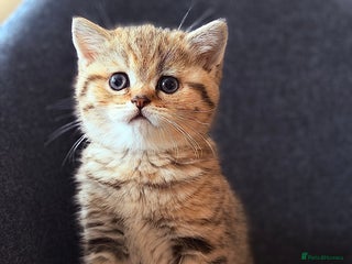 British Shorthair cats Adorable BSH/BLH kittens - Advert 9