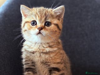 British Shorthair cats Adorable BSH/BLH kittens - Advert 17