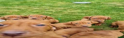 Hungarian Vizsla dogs for sale: Stunning Working Bred KC Hungarian Vizsla puppies  - Advert 17