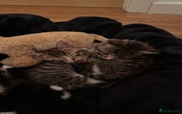 Domestic Shorthair cats for sale: 5 Tabby & Tuxedo kittens for sale - Image 14