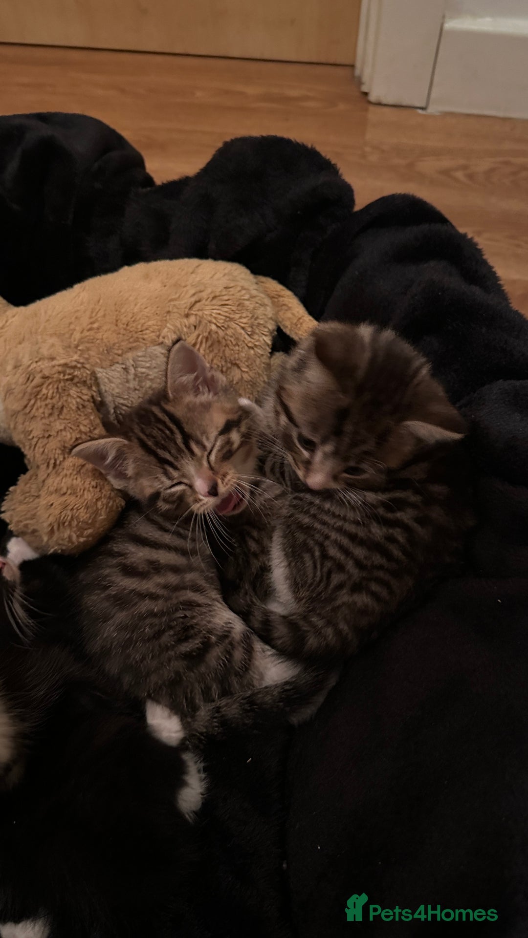 Domestic Shorthair cats for sale: 5 Tabby & Tuxedo kittens for sale - Image 14